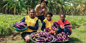 Knowledge Transfer & Extension – Papua & Papua Selatan