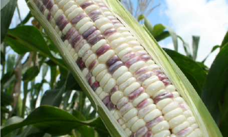 Jagung Pulut