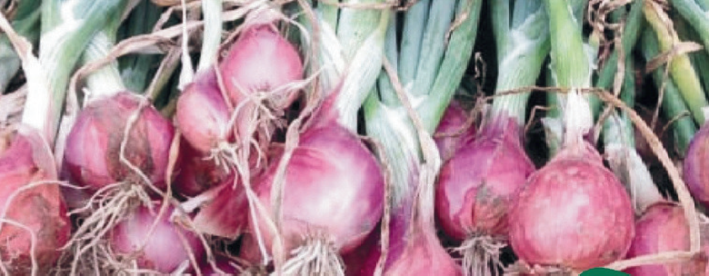 Shallot Seedling Nursery from True Shallot Seed (TSS)