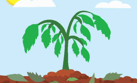 Bacterial Wilt