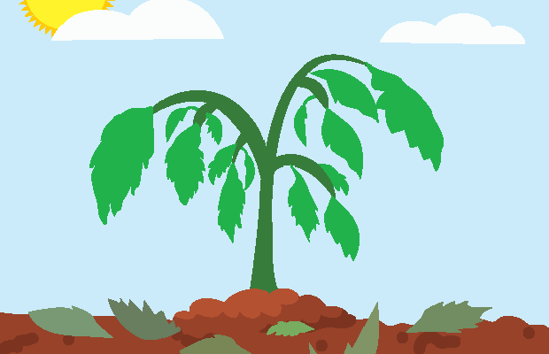 Bacterial Wilt