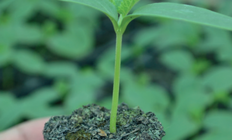 Seedling Guide
