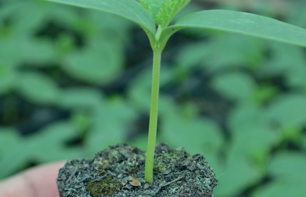 Seedling Guide