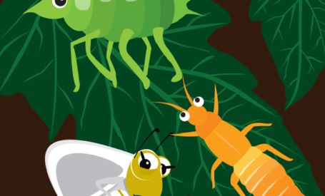 Insect Vectors