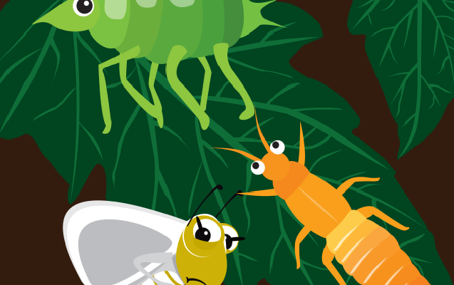 Insect Vectors