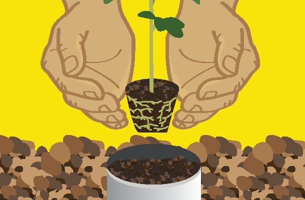 Berkebun dalam Kotak