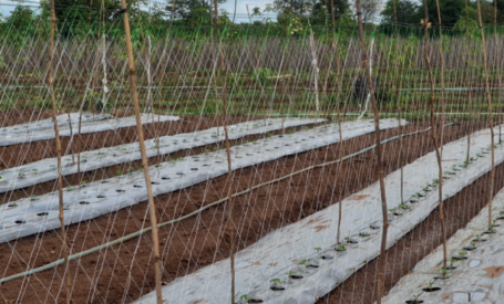 Net Trellis Guide