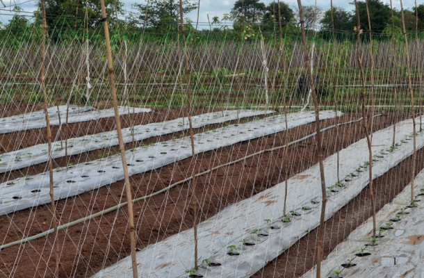 Net Trellis Guide