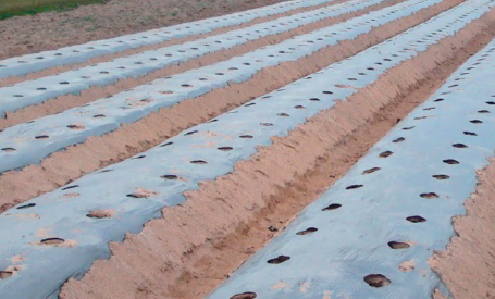 Plastic Mulch Installation