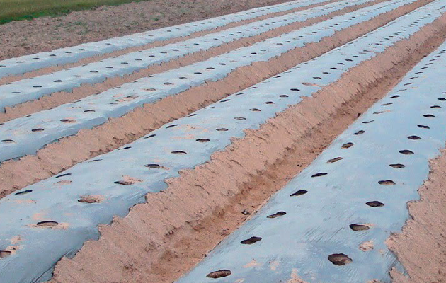 Plastic Mulch Installation