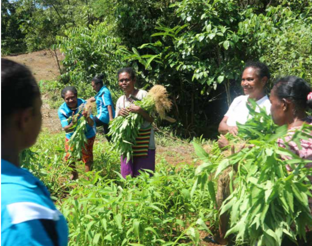 Biak Numfor, Papua: Women Group Harvesting Kangkong
