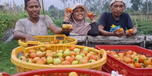 Knowledge Transfer & Extension – Maluku Utara