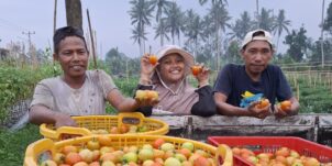 Knowledge Transfer & Extension – Maluku Utara