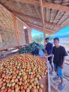 Ordi's harvests of tomato and cucumber