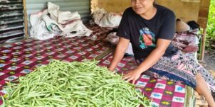 Let’s Grow (Maluku Utara Cluster)
