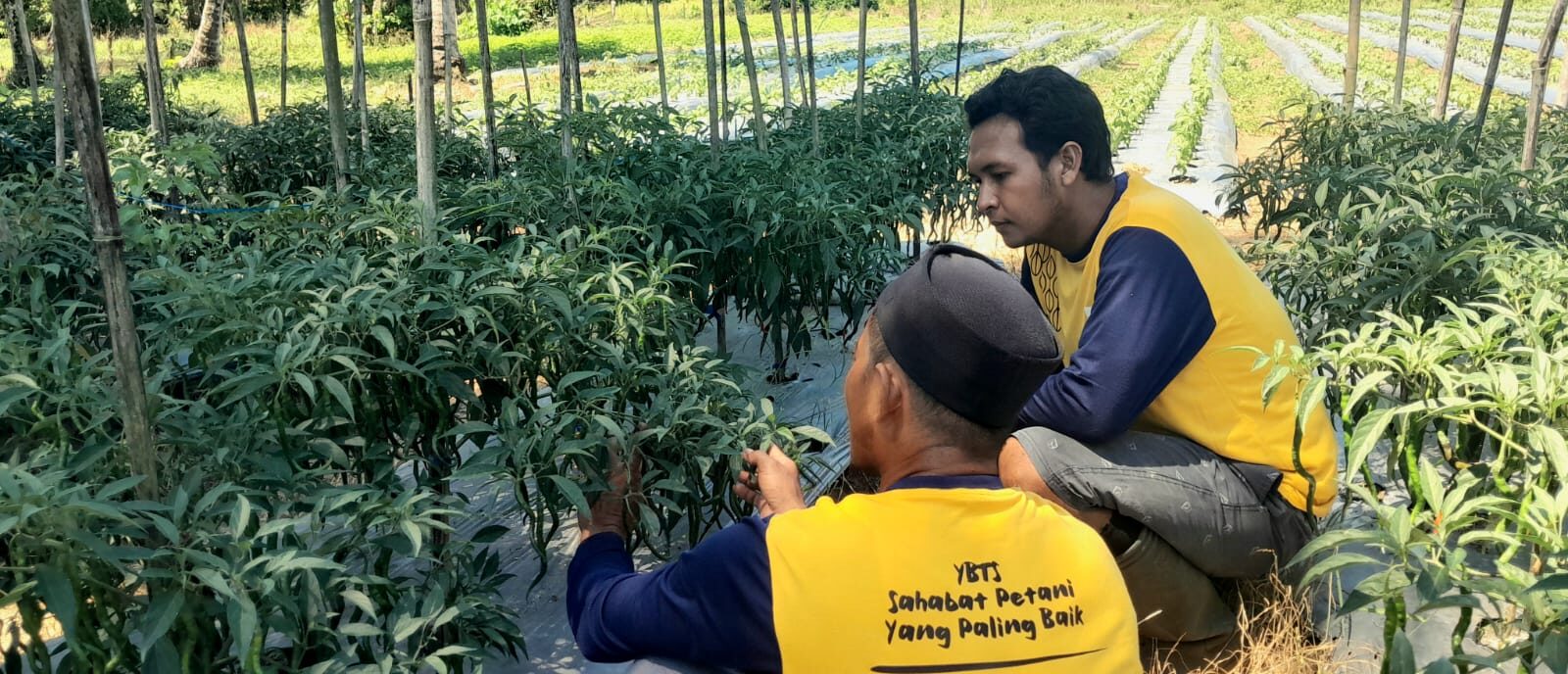 Transforming Livelihoods Through YBTS Demonstration Plots