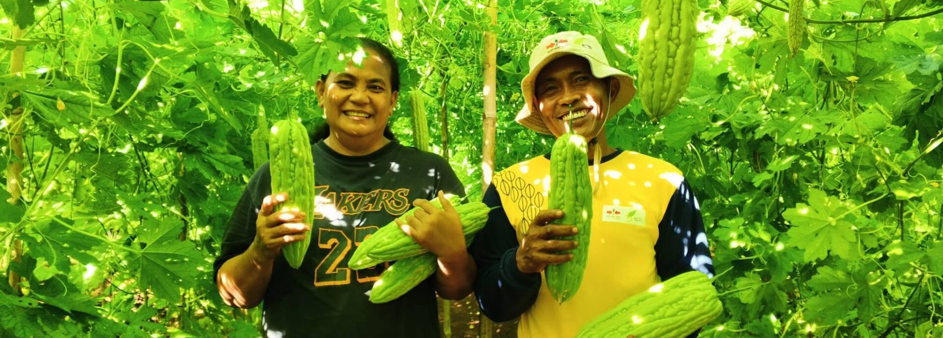 Dari Lahan Eks-Sagu, Paria Tumbuh dengan Hasil Menjanjikan