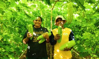 From Former Sago Land to a Promising Bitter Gourd Harvest